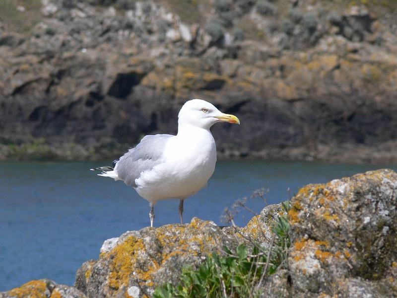 Mont Saint Michel 2010 - 506.jpg